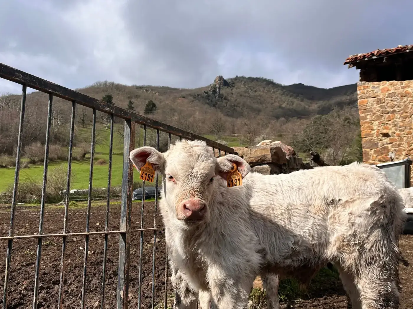 A young cow in a rustic Spanish setting on a cloudy day, showcasing pastoral life.