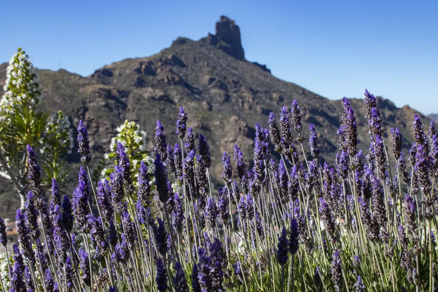 Lavender flowers in Tejeda with majestic Roque Bentayga under a clear blue sky.