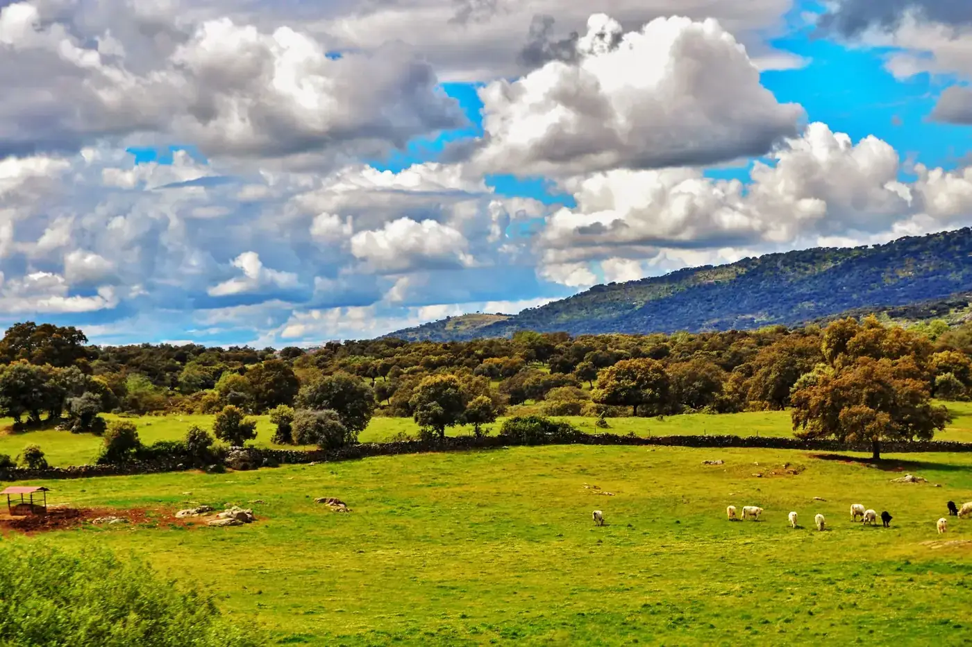 Beautiful pastoral scene in Spain with cows grazing under a cloudy sky and rolling hills.
