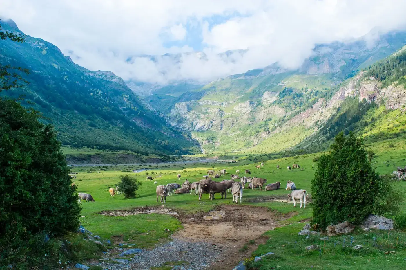 A picturesque valley in Aragon, Spain, with cows grazing and mountains in the backdrop.