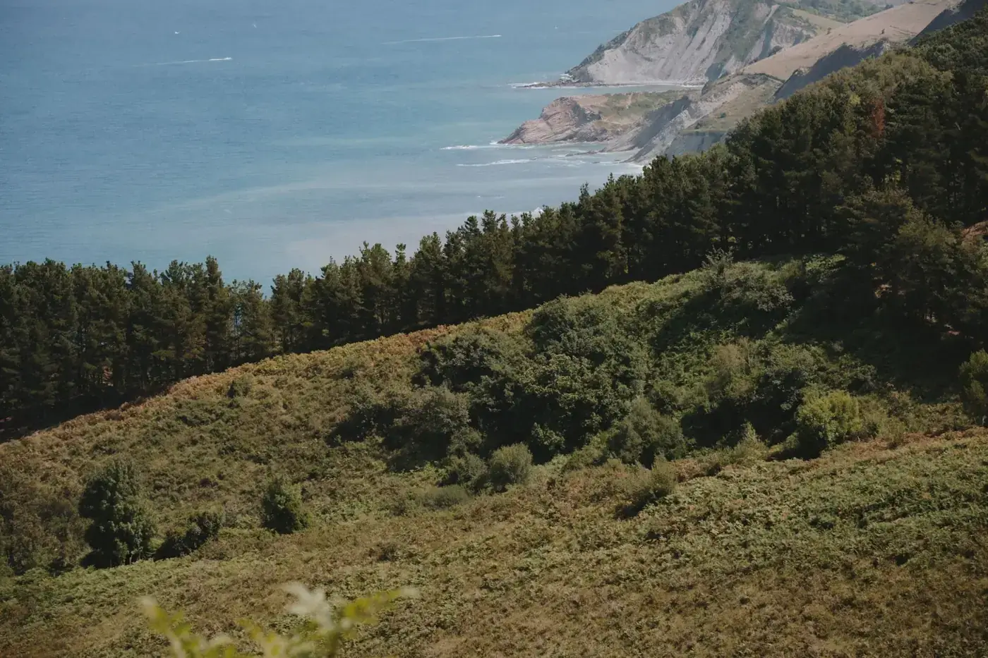 Breathtaking landscape at Donostia coastline with lush greenery and rugged cliffs meeting the ocean.