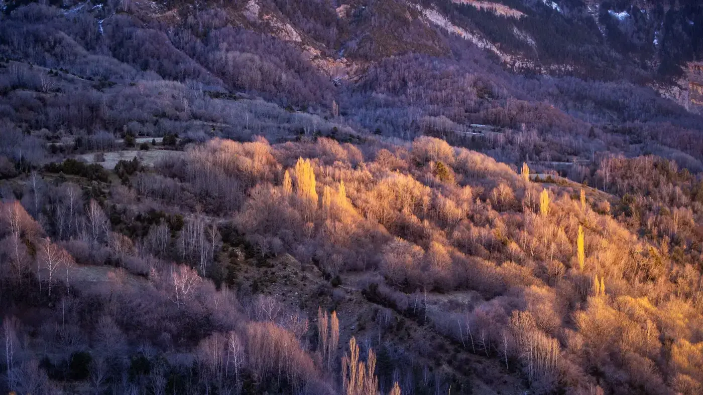 A beautiful winter view of a forested mountain valley in the Pyrenees during sunset, showcasing dramatic light and shadows.