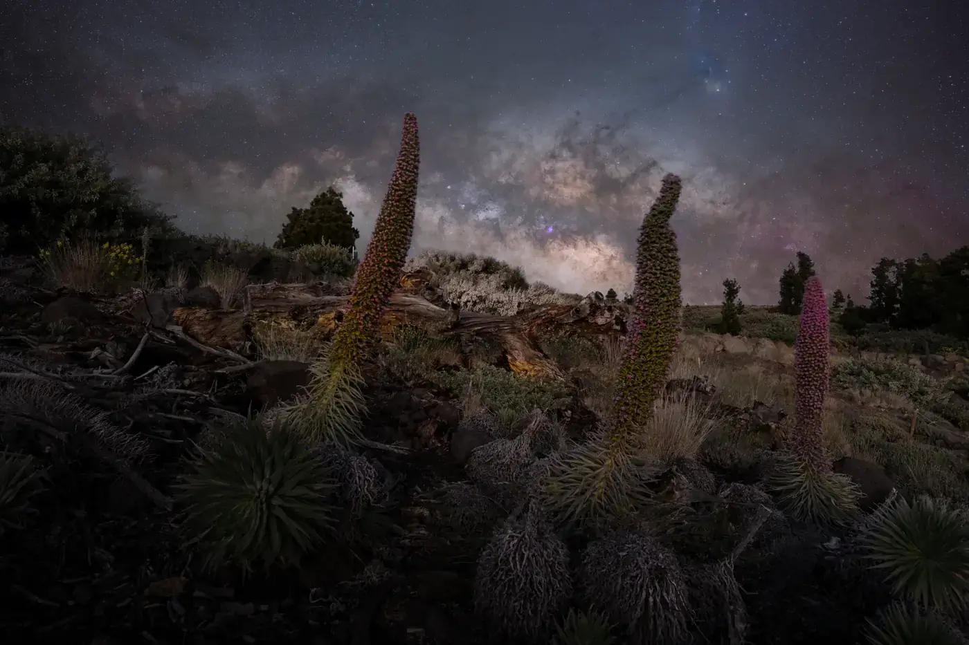 Beautiful Milky Way galaxy over a rugged landscape in Las Palmas de Gran Canaria. Exotic flora at night.