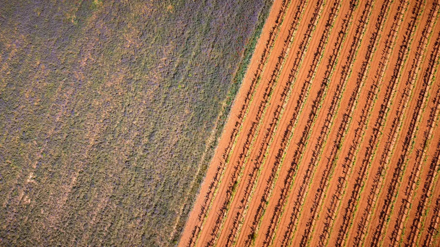 Stunning aerial perspective of vineyards in Burgos, showcasing red earth and green vines.