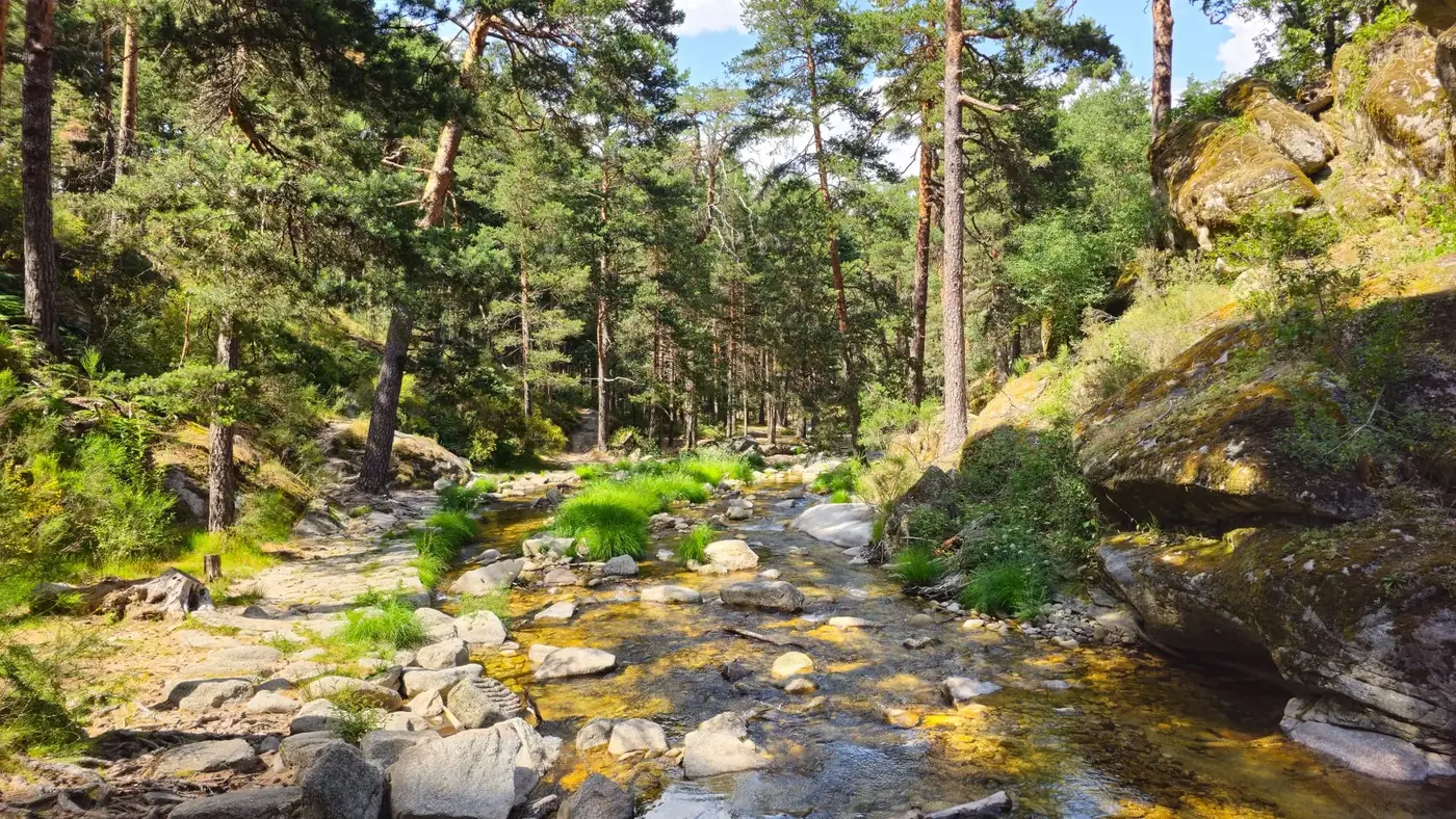 Tranquil forest stream at Real Sitio de San Ildefonso, surrounded by lush greenery and rocks.