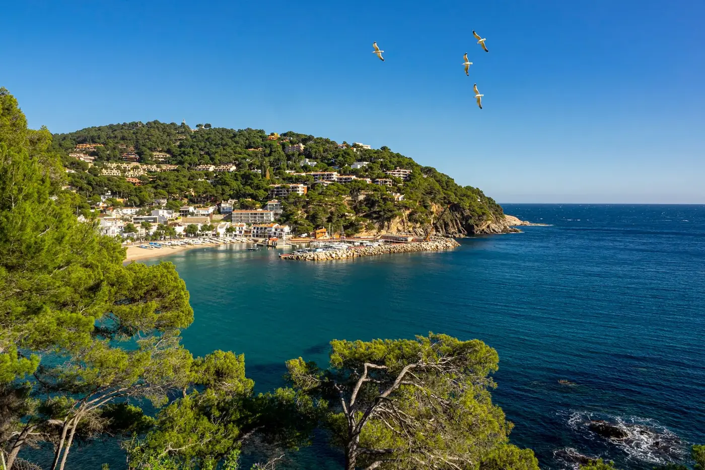 Aerial view of Llafranc beach with lush hills and clear blue sea, featuring flying seagulls.