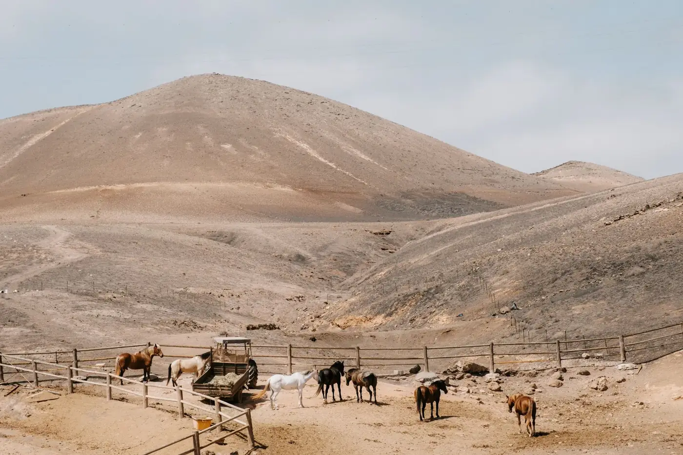 A group of horses in a fenced area with desert hills in the background under a clear sky.