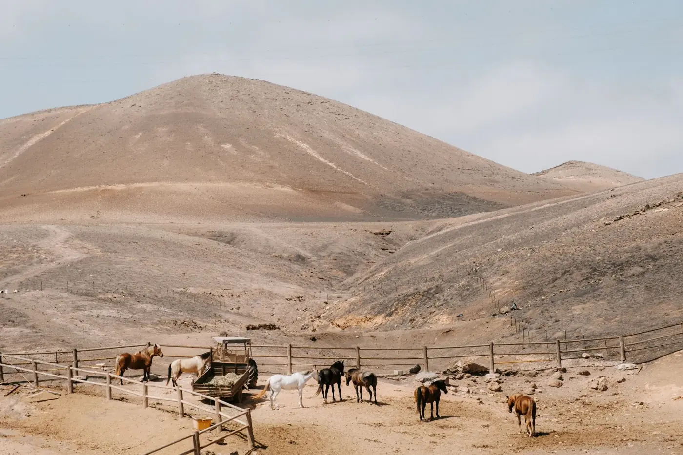 A group of horses in a fenced area with desert hills in the background under a clear sky.