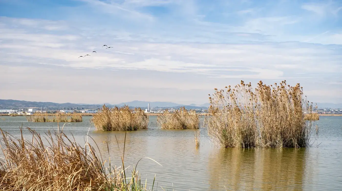 Albufera of Valencia