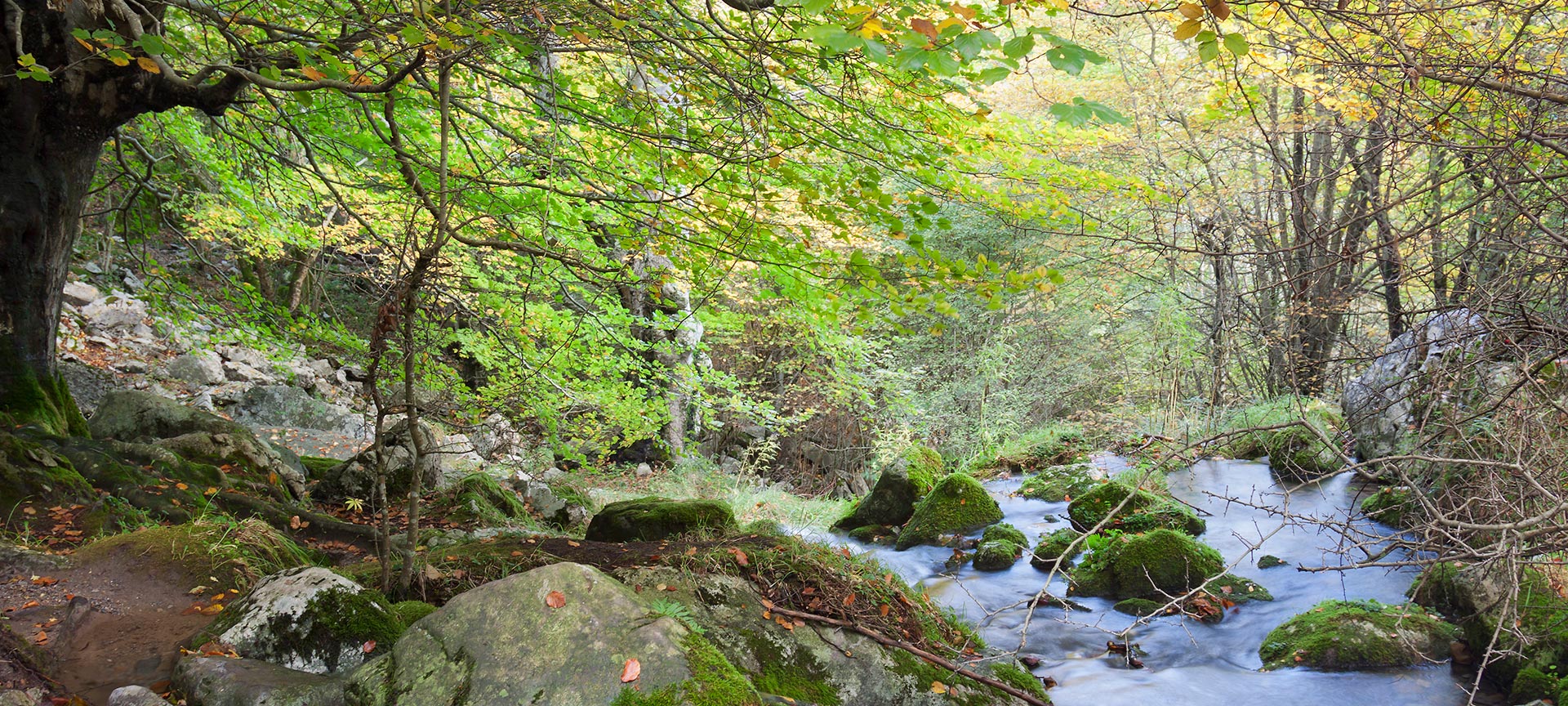 Bosbeek stroomt tussen herfstbomen en mossige rotsen.