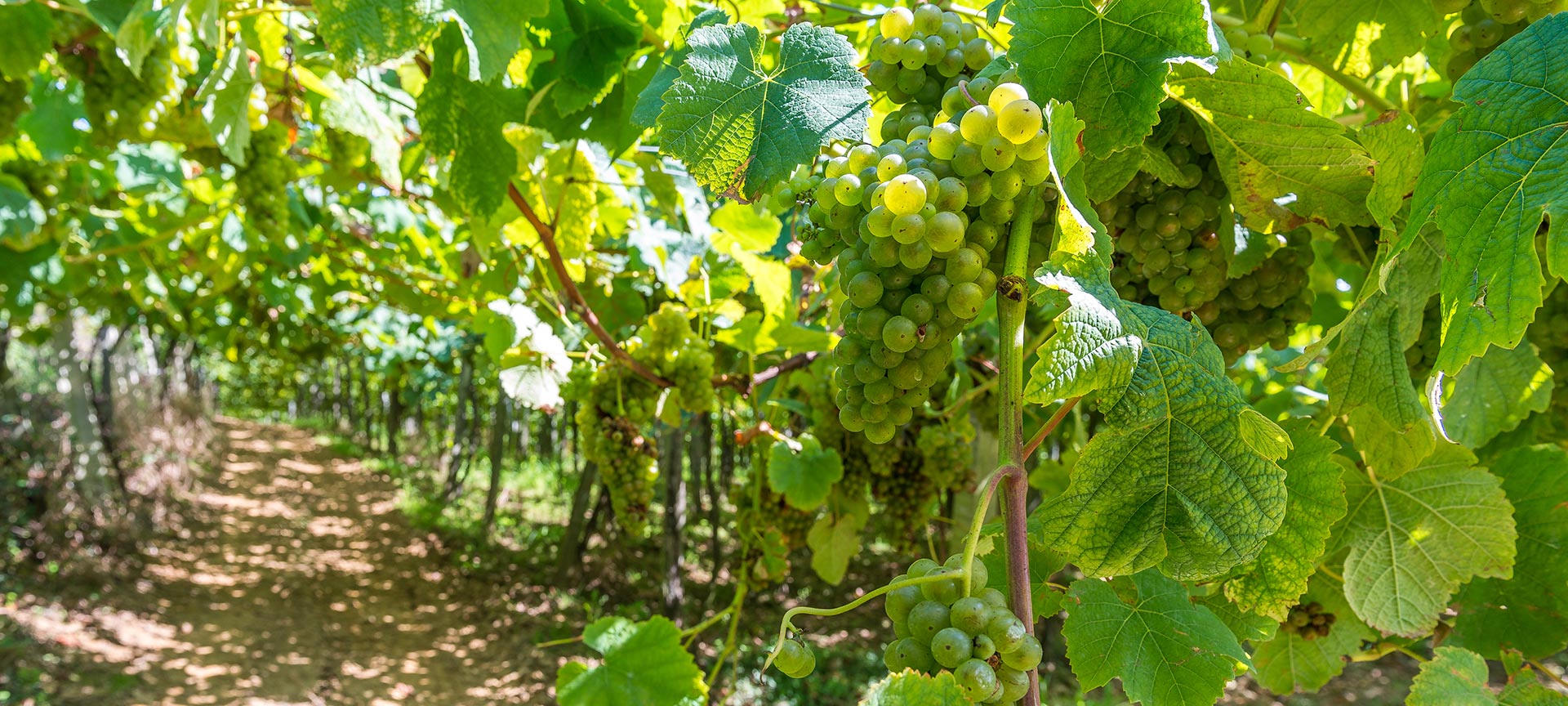 Wijngaard met rijpe witte druiven in zonlicht.