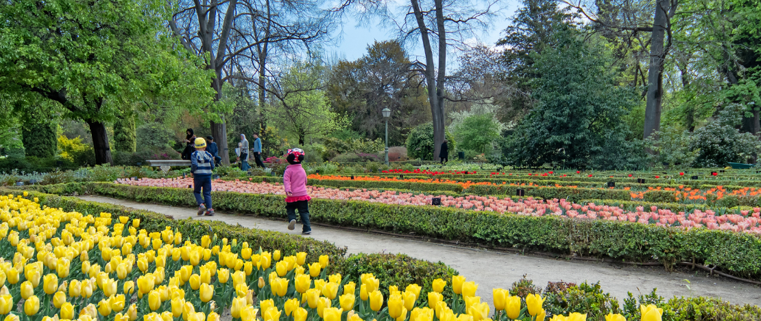Toeristen die de collectie tulpen bezoeken in de Koninklijke Botanische Tuin in Madrid