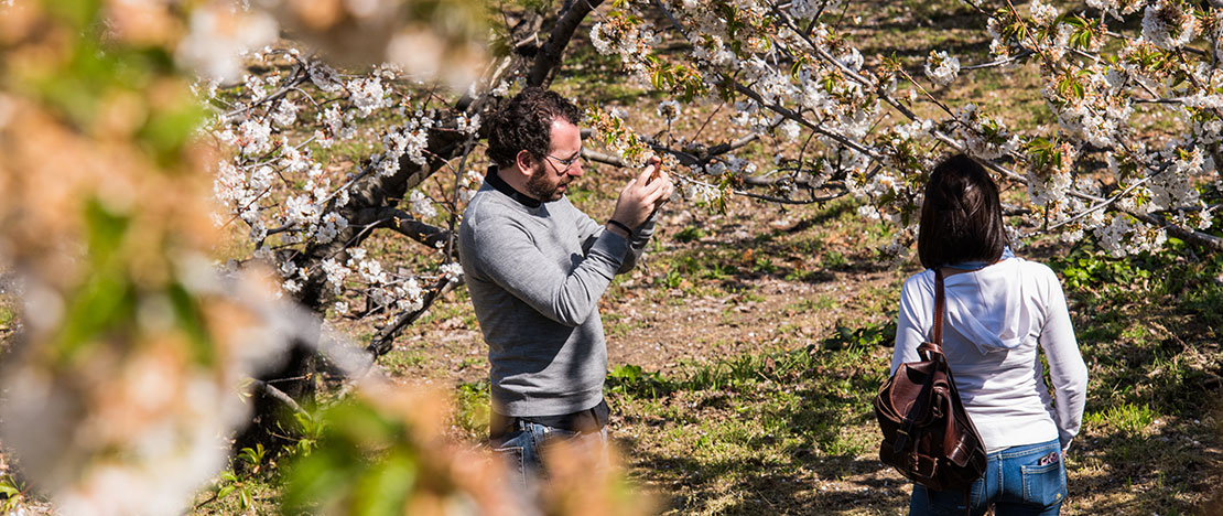 Paar dat een foto maakt tussen de kersenbomen in bloei in de Jerte-vallei, Extremadura