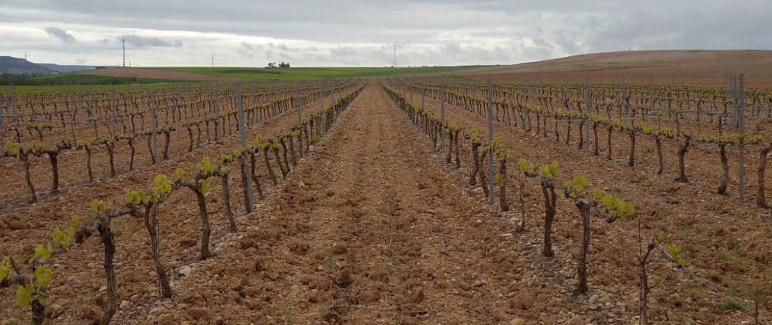 Wijngaarden van Bodega Valdesneros in Torquemada, Palencia