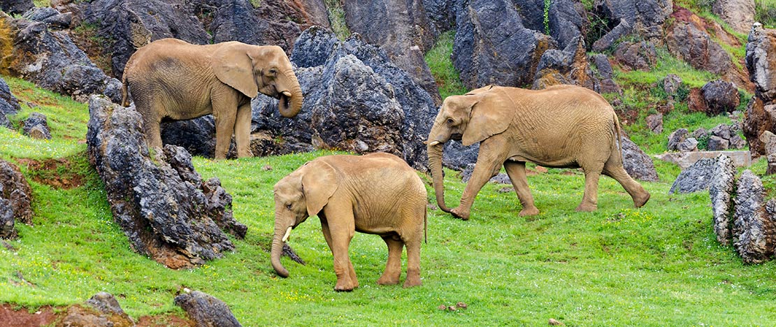 Afrikaanse olifanten in Cabárceno