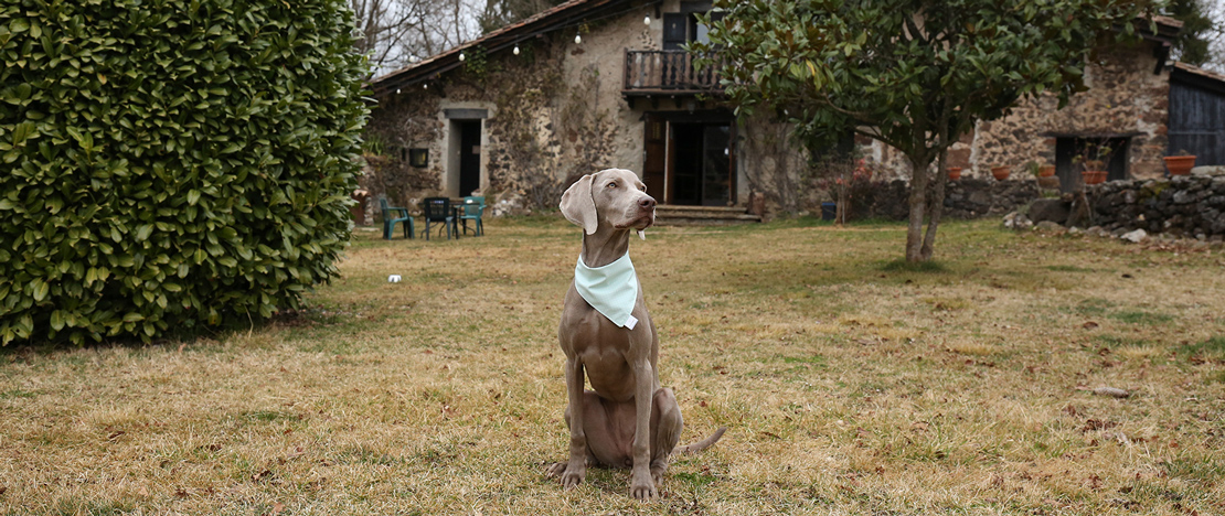 Hond buiten een huisdiervriendelijke landhuislodge