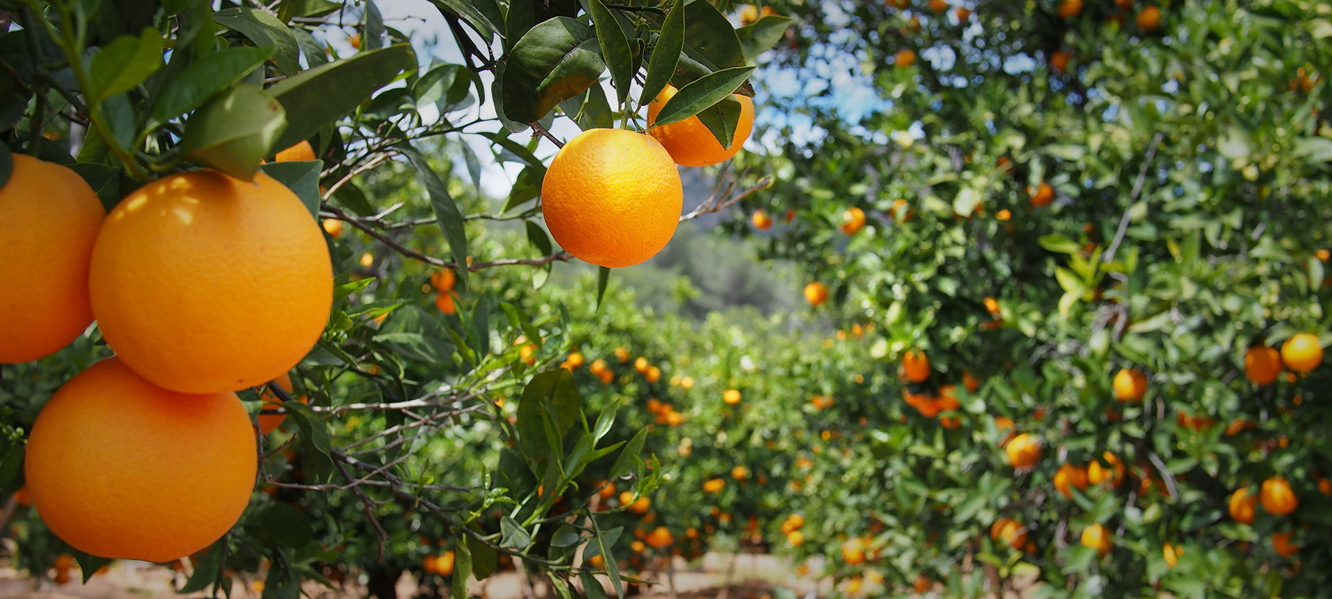 Sinaasappels aan boom in boomgaard.