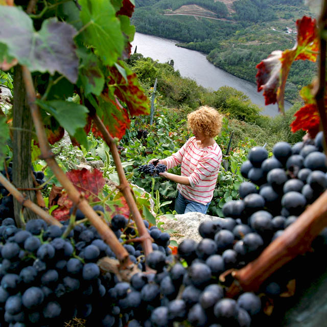 Vrouw die druiven oogst in het district Ribeira Sacra