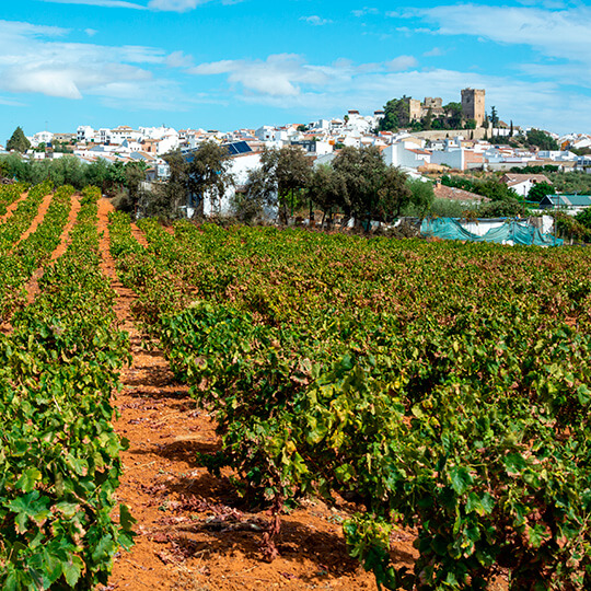 Pedro Ximenez-wijngaarden in Montilla-Moriles, Andalusië