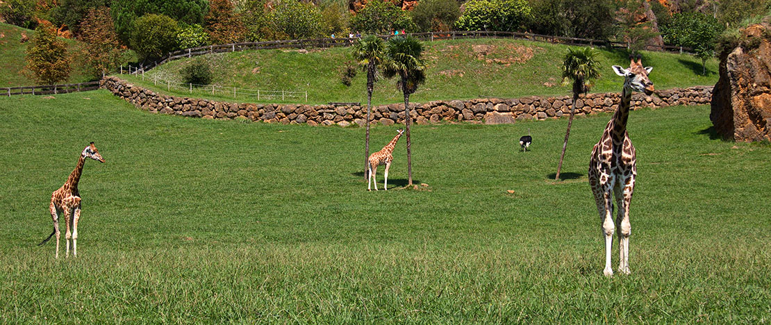 Giraffen in het natuurpark Cabárceno