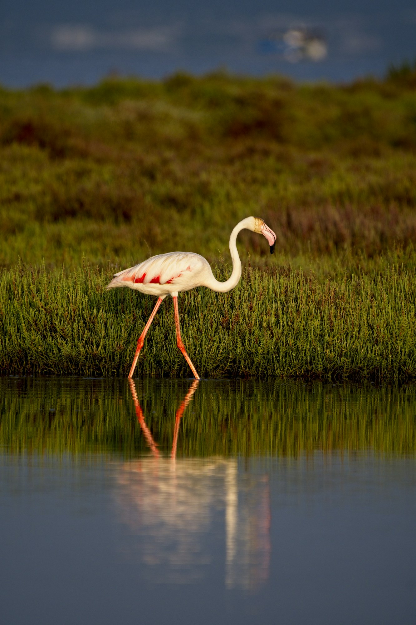 Beautiful pink Flamingo in the lake in Spain