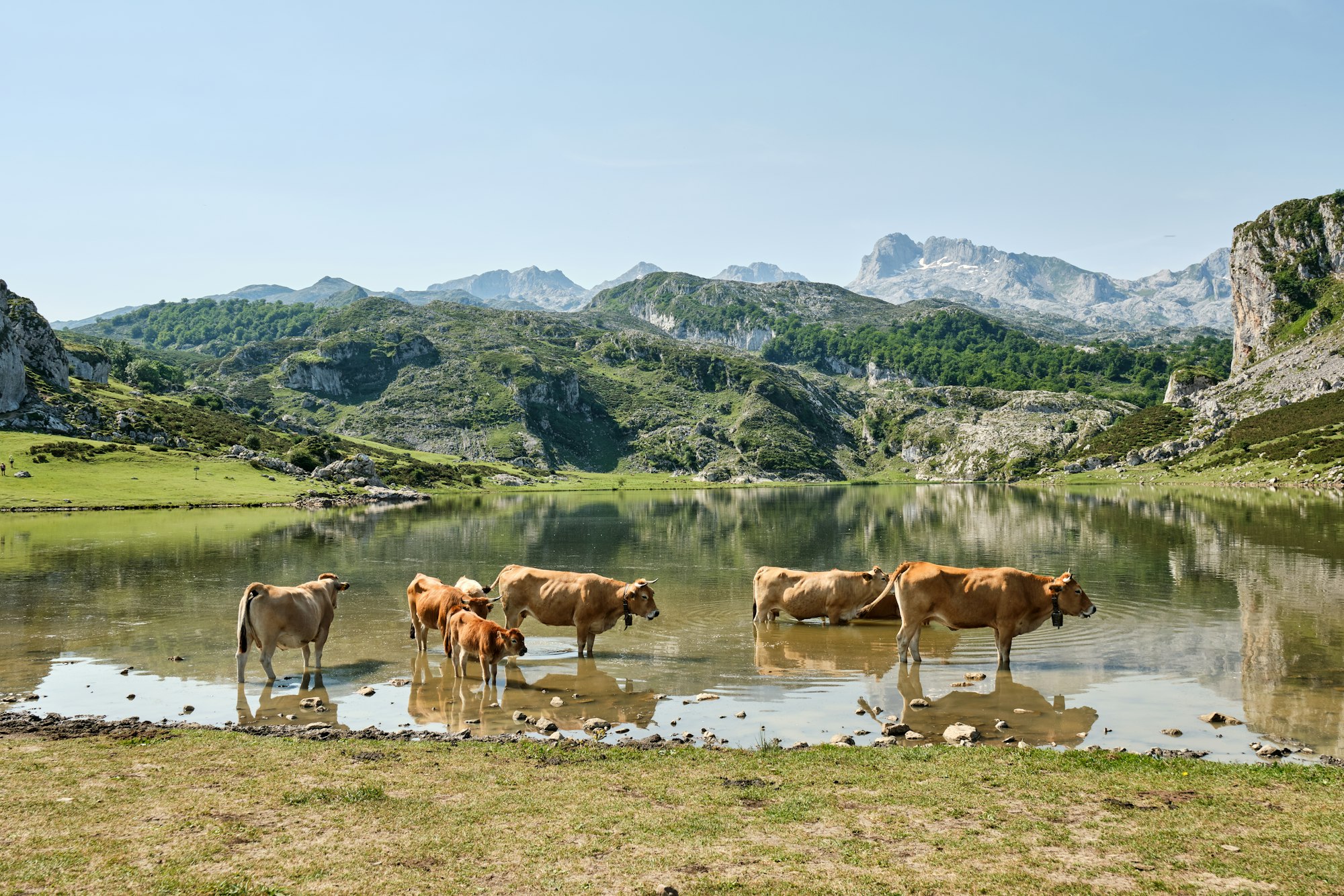 cows in the lakes of Covadonga Spain